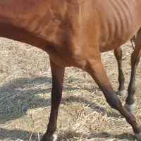 اسب نر|اسب و تجهیزات اسب‌سواری|گنبد کاووس, |دیوار