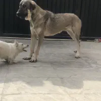 سگ پژدر عراقی ماده سرابی