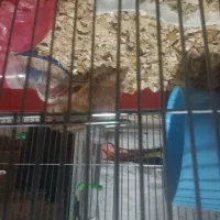 همستر سالم و تمیز مجانی واگذار میشود