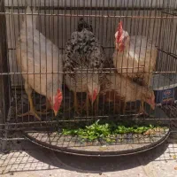 ۲ عدد مرغ و دو عدد خروس جوان