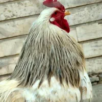 فروش خروس و مرغ برهما