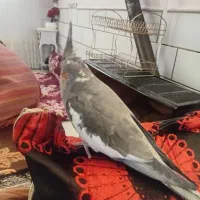 عروس هلندی یک ساله ماده