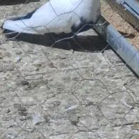 سینه ای|پرنده|رزن, |دیوار