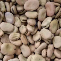 باقلا شاخ بزی|عمدهفروشی|خرمآباد, |دیوار