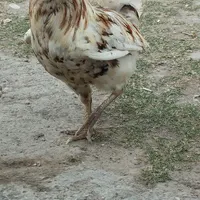 جوجه و مرغ گلین