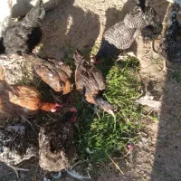 مرغ بوقلمون غاز خانگی|حیوانات مزرعه|نیشابور, خیام|دیوار