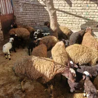 فروش میش و بره