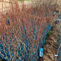 آگهی نهال ها کیسه بادام کیلاس