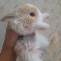 خرگوش