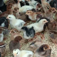 فروش جوجه محلی و گردن لخت واکسن خورده