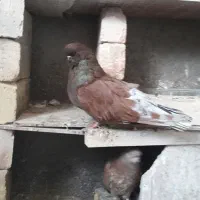 تعداد ۲۰عددکبوترزیباخوش نقش و همه چیزتمام