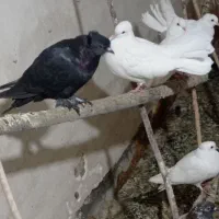 کفتر سفید کاکلی|پرنده|قم, کیوانفر|دیوار