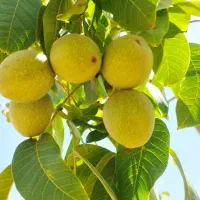 فروش باغ و باغچه|فروش زمین و ملک کلنگی|شاهین‌شهر, ۹ دی|دیوار