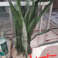 گل طبیعی