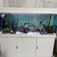 سه عدد آکواریم شرکتی|ماهی|گلبهار, شهر جدید گلبهار|دیوار