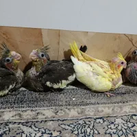 عروس سرلاکی