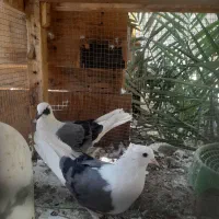 کبوتر پشت سبر|پرنده|بم, |دیوار