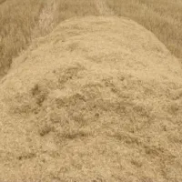 کاه گندم
