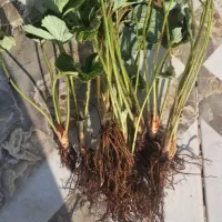 نهال توت فرنگی سابرینا دونه ای