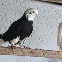 کبوتر پرشی به شرط