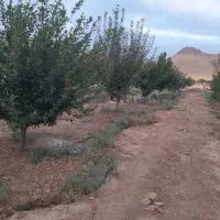 فروش باغ ۴ ساله با انواع درختان، جباراباد دینور|فروش دفتر صنعتی، کشاورزی، تجاری|سنقر, |دیوار