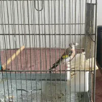 سهره جوجه قفس شرین کار