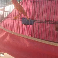 قناری سرخ درجه یک مست