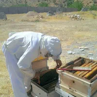 فروش عسل طبعی|خوردنی و آشامیدنی|شیراز, فرهنگ شهر|دیوار