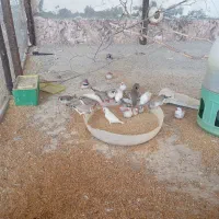 تعدادی فنج خوش رنگ