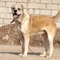 سگ آلابای. خراسانی