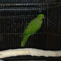 طوطی ملنگو برای جفت زدن|پرنده|سراوان, |دیوار