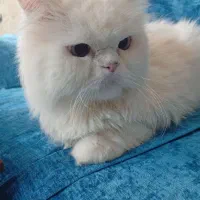 گربه پرشین نر|گربه|مشهد, توس (بلوار توس)|دیوار