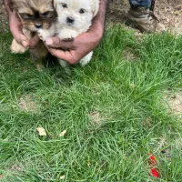 سگ شیتزوفلت عروسکی