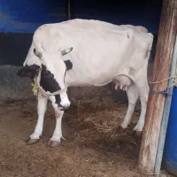 گاو آبستن باگوساله نر