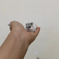 همستر|موش و خرگوش|پرند, فاز ۶|دیوار