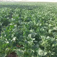 نیازمند یک دستگاه بارکن چغندر