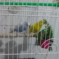 پرنده مرغ عشق