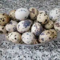 تخم نطفه دار بلدرچین