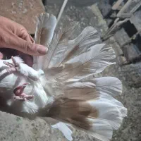 اراکی و آبادانی|پرنده|اصفهان, بوستان کوهستانی صفه|دیوار