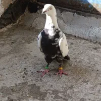 معاوضه با پلاکی جان اردن و‌گرافت (بافق)|پرنده|یزد, |دیوار