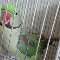 شاه طوطی فروشی