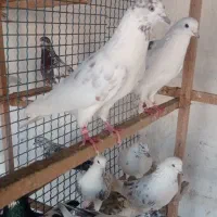 کبوتر|پرنده|نکا, |دیوار