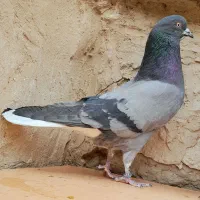 پنجه طلاکاشان