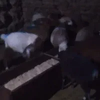 فروش بزغاله بره ومیش|حیوانات مزرعه|بجنورد, |دیوار