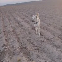 سگ نگهبان|سگ|مشهد, میان ولایت|دیوار