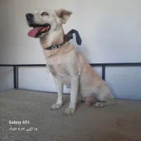 ماده سگ یکساله باهوش و زرنگ و تربیت شده