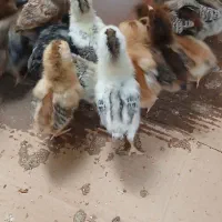 جوجه مرغ محلی نژاد تخمگذار ۹روزه از مرگ ومیر ردشدن