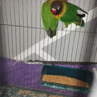 جفت طوطی برزیلی|پرنده|ارومیه, |دیوار