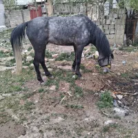 نریان به رنگ زیبای نیله ۶ ساله اهل و عاقل سواری