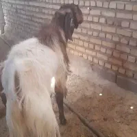 نربز پاکستان یک دونه بره کوچیک